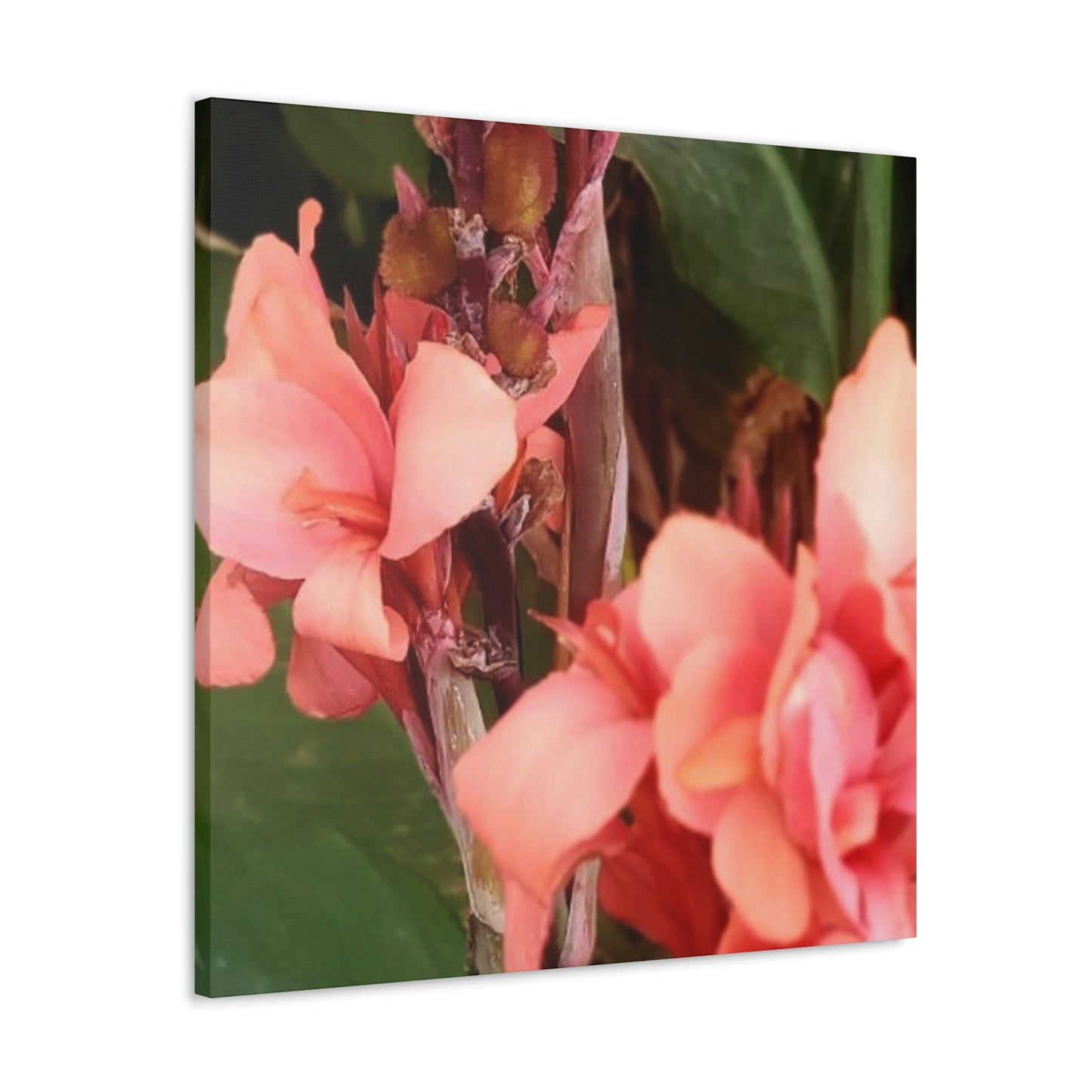 Art Prints & Wall Art, Canvas Gallery with Pink Canna Flower