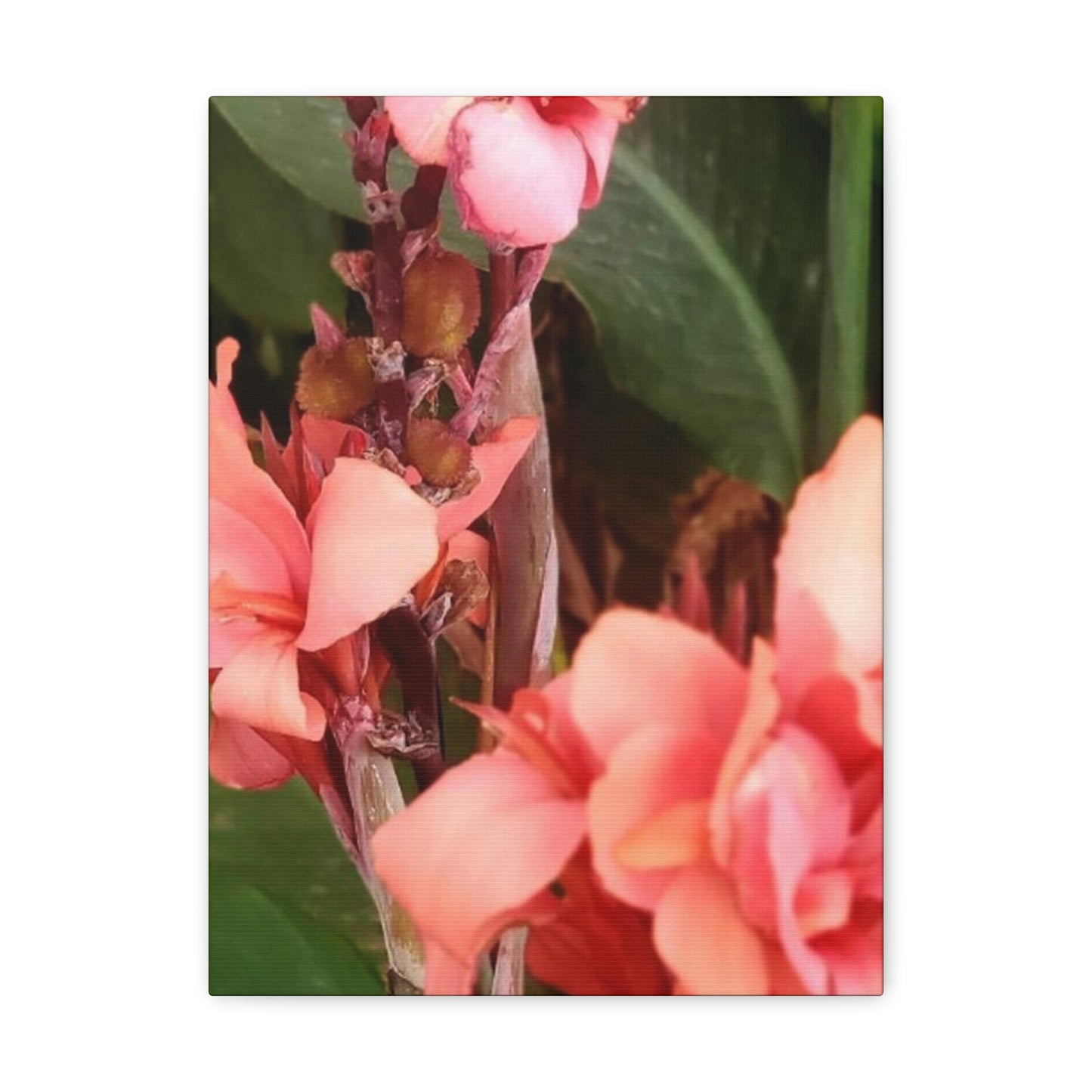 Art Prints & Wall Art, Canvas Gallery with Pink Canna Flower