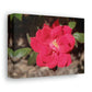 Knockout | Wall Art Print | High Bloom Collection | Life By Ortavia