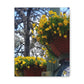 Yellow Pansies Downtown | Wall Art Canvas | High Bloom Collection | Life By Ortavia