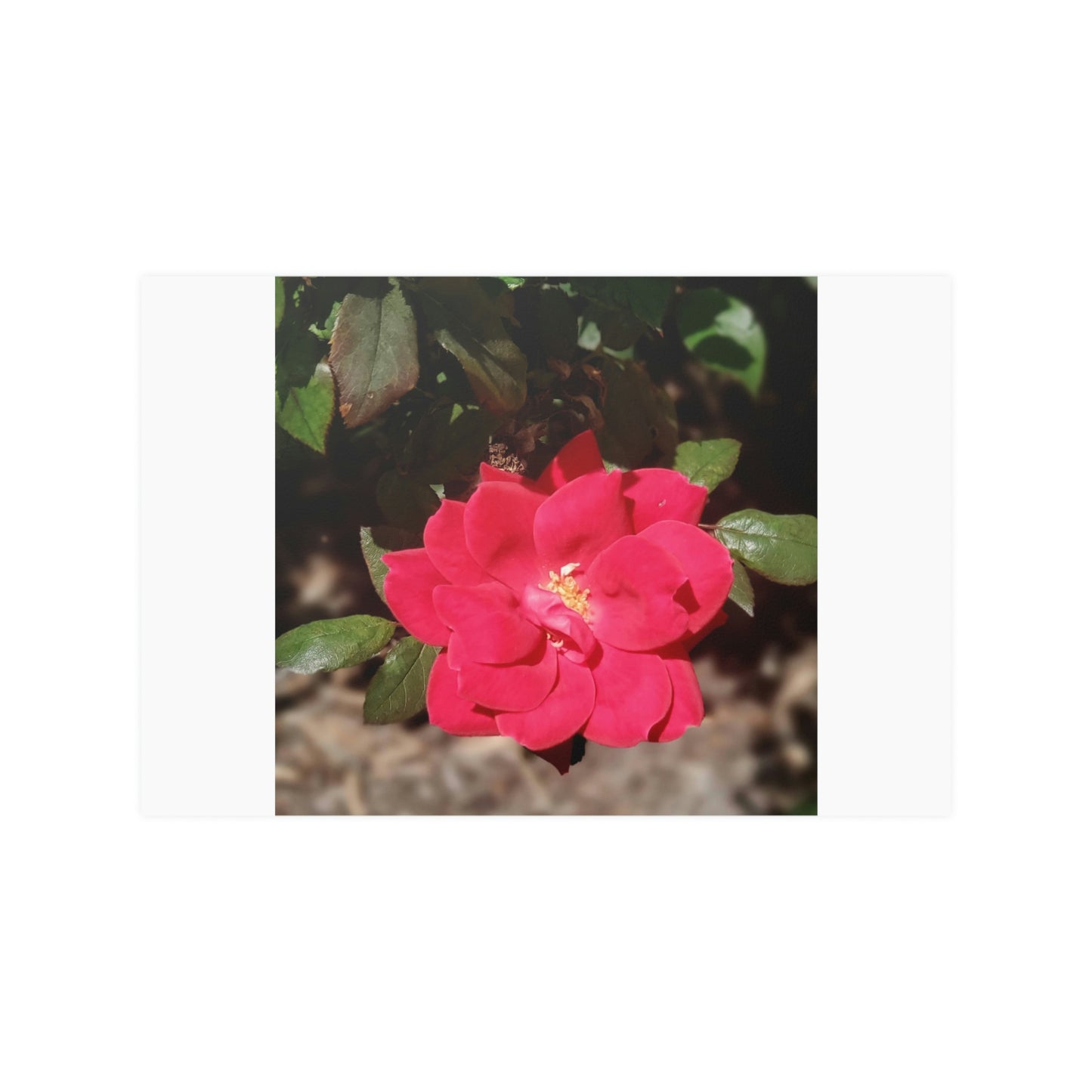 Knockout | Satin Posters (210gsm) | High Bloom Collection | Life By Ortavia