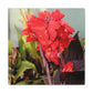 Red Canna | High Bloom Collection | Wall Art Print | Life By Ortavia