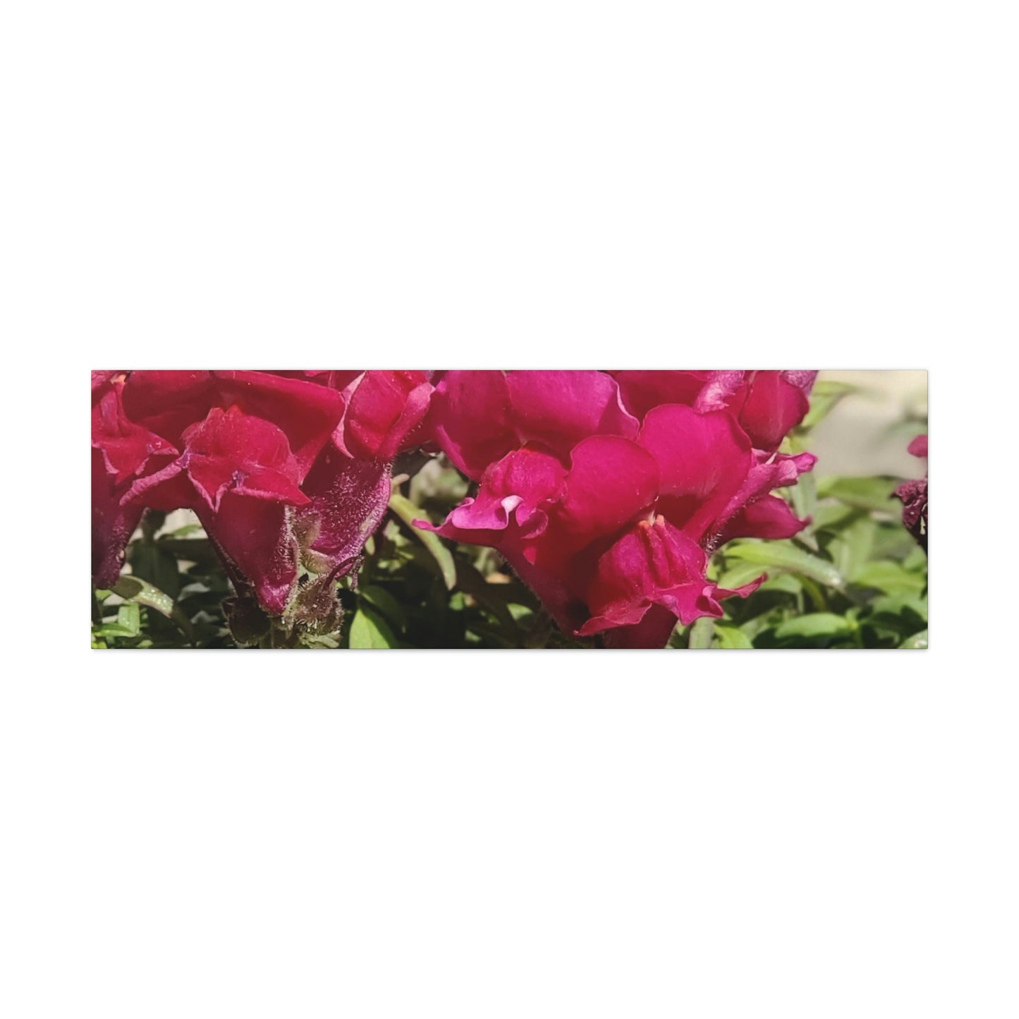 Magenta Snapdragon | Wall Art Canvas | High Bloom Collection | Life By Ortavia