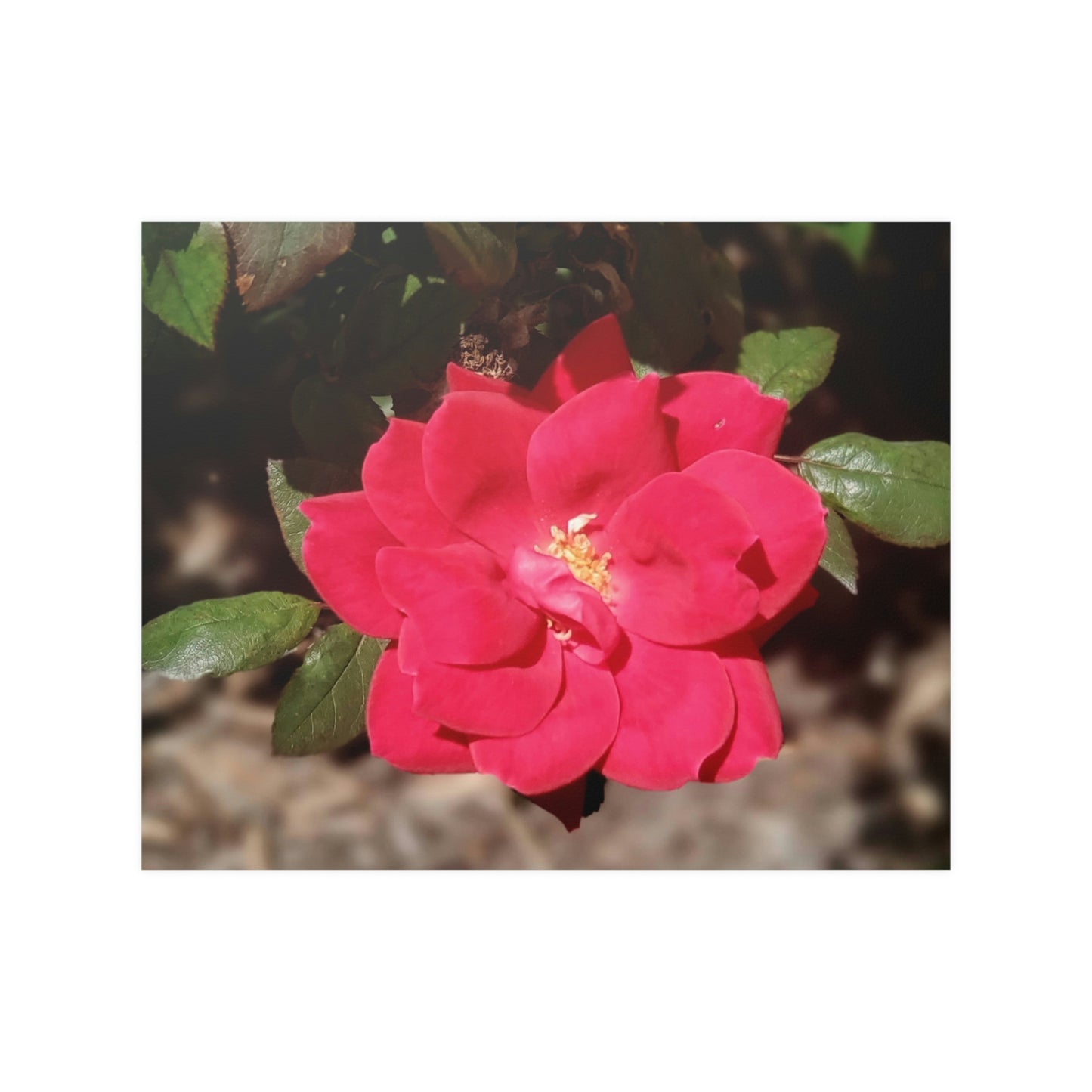 Knockout | Satin Posters (210gsm) | High Bloom Collection | Life By Ortavia